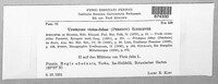 Uromyces viciae-fabae image
